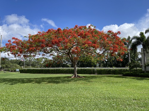 Royal Poinciana.JPG